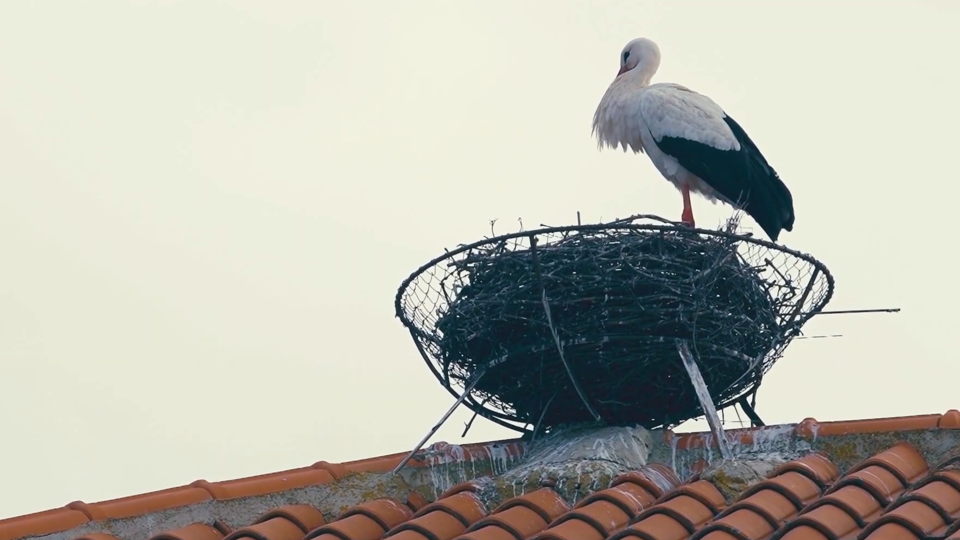 ФОТО: Кадр из программы "Легенды и мифы", РЕН ТВ