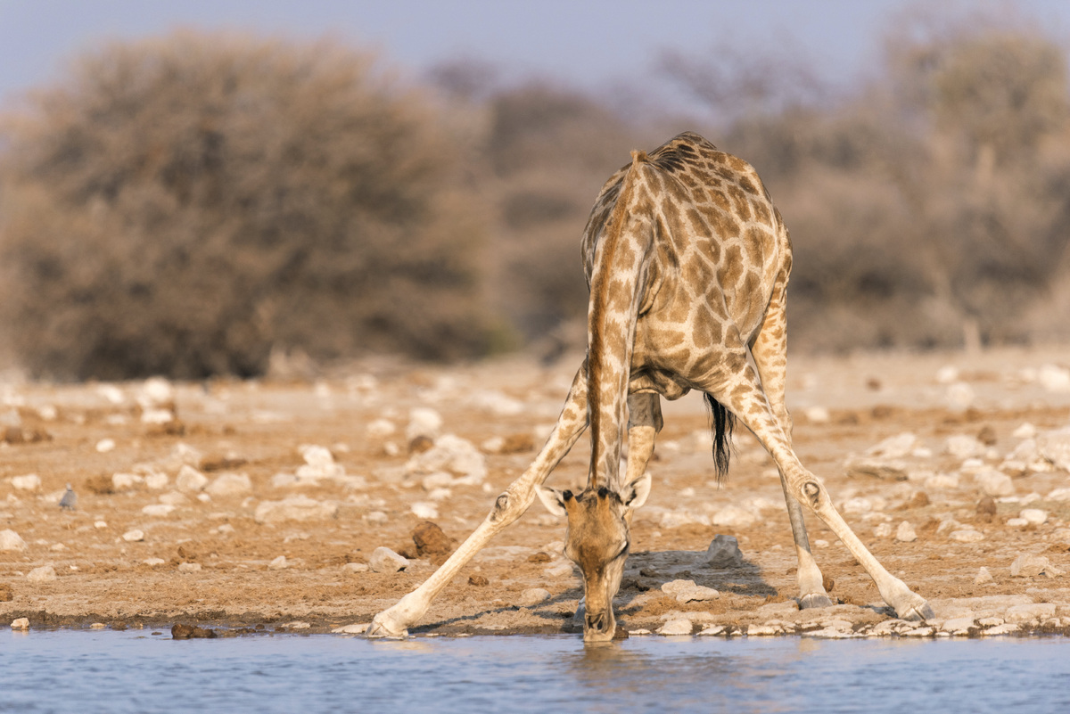     Почему у жирафа такие длинные ноги: ученые только сейчас нашли ответ