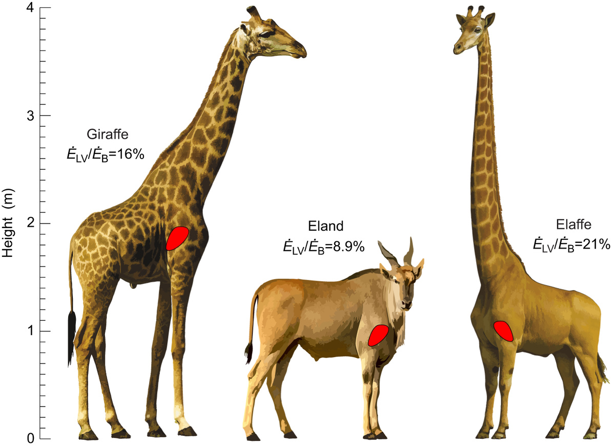    Journal of Experimental Biology