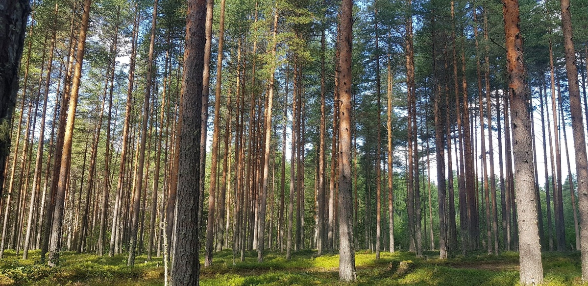    Ирина Меркова