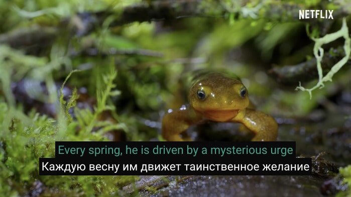 Фильм с субтитрами