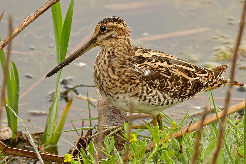 А вот и "снайп". (Автор фото Bernard DUPONT from FRANCE - Common Snipe (Gallinago gallinago), CC BY-SA 2.0)