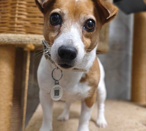 Ищет дом Лилу, девочка, ~ 4 года