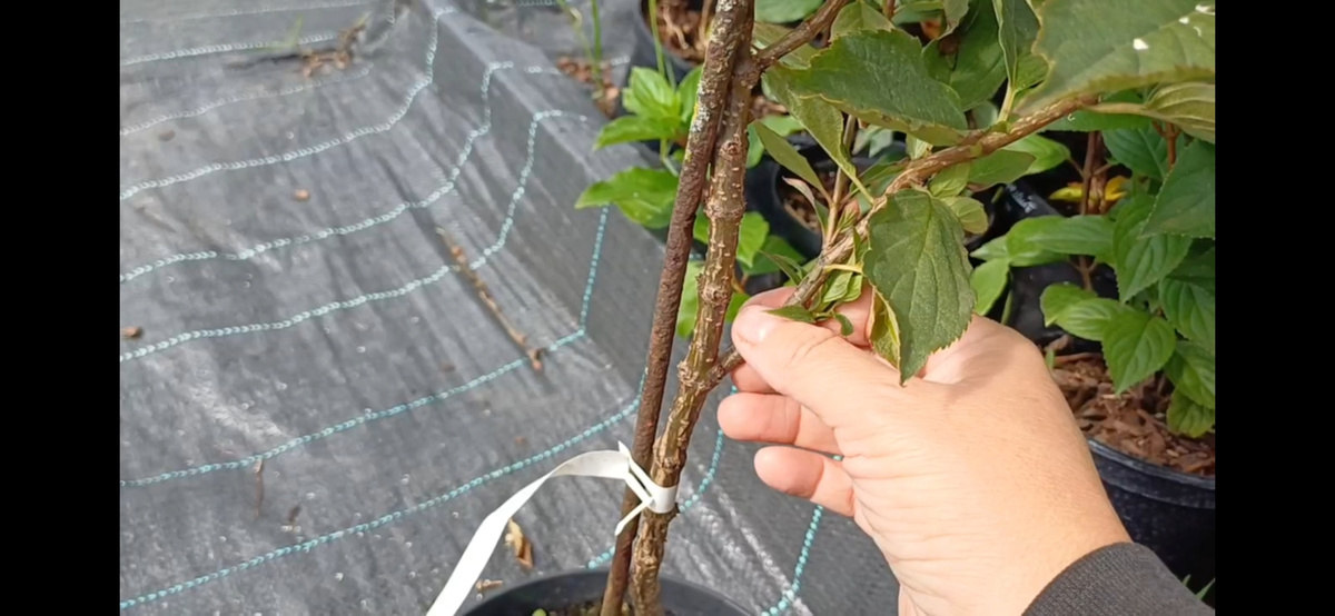 Привет моим дорогим подписчикам и гостьям канала. Всвязи с тем , что похолодало и работы в садах и огородах поуменьшилось, появилось время посидеть на площадках, повыкладывать видео , пописать статьи.