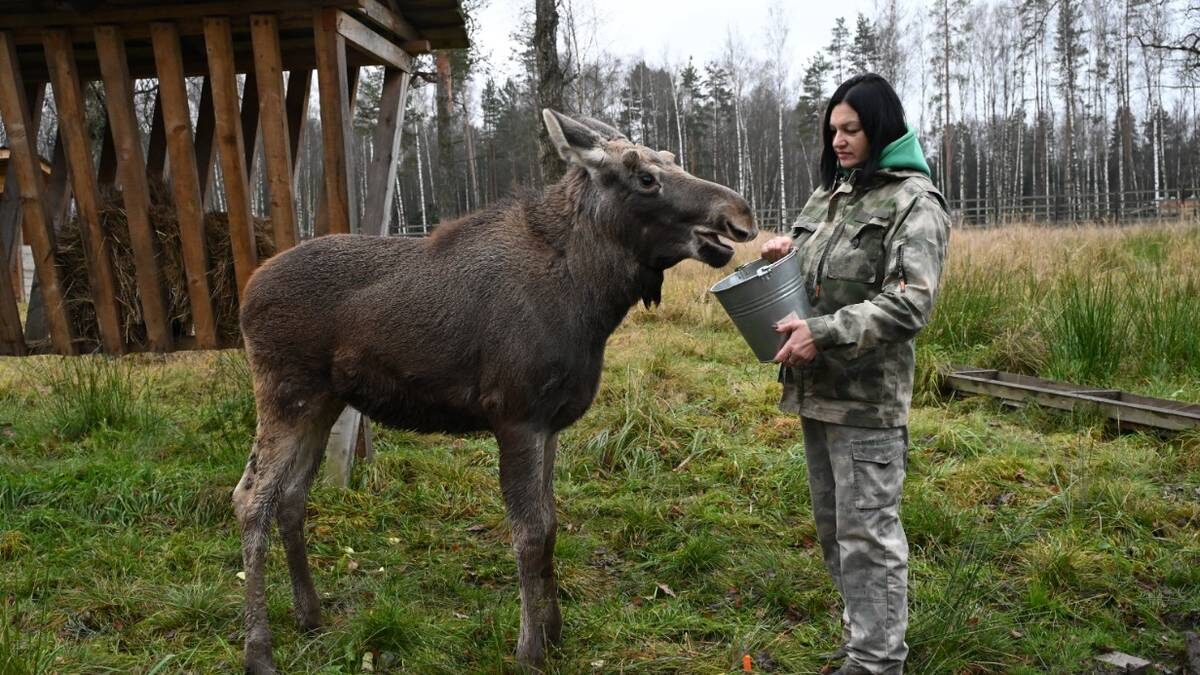    Сотрудница нацпарка «Лосиный Остров» Ирина Муштакова с лосенком Федей / Фото: Мария Хапцова / Вечерняя Москва