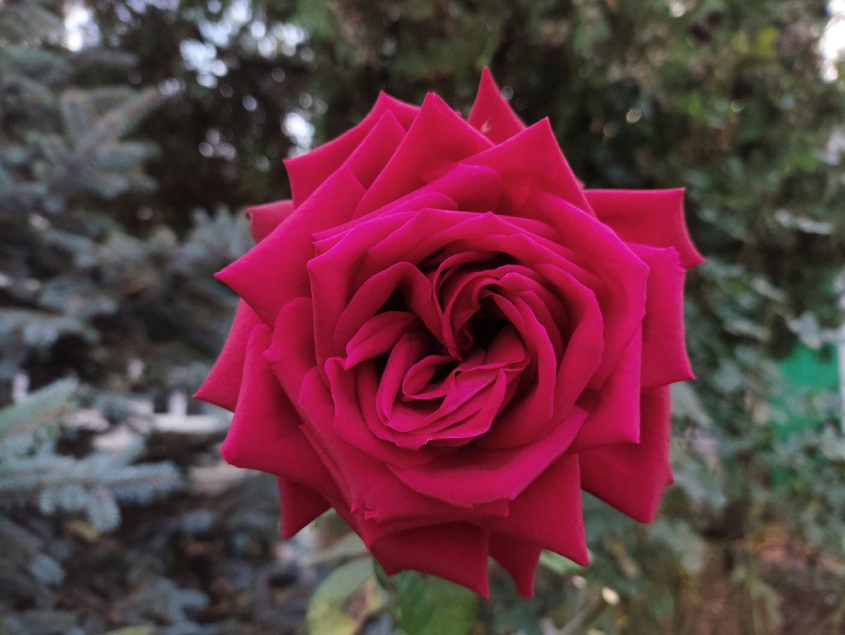 Шикарная там розочка цветет