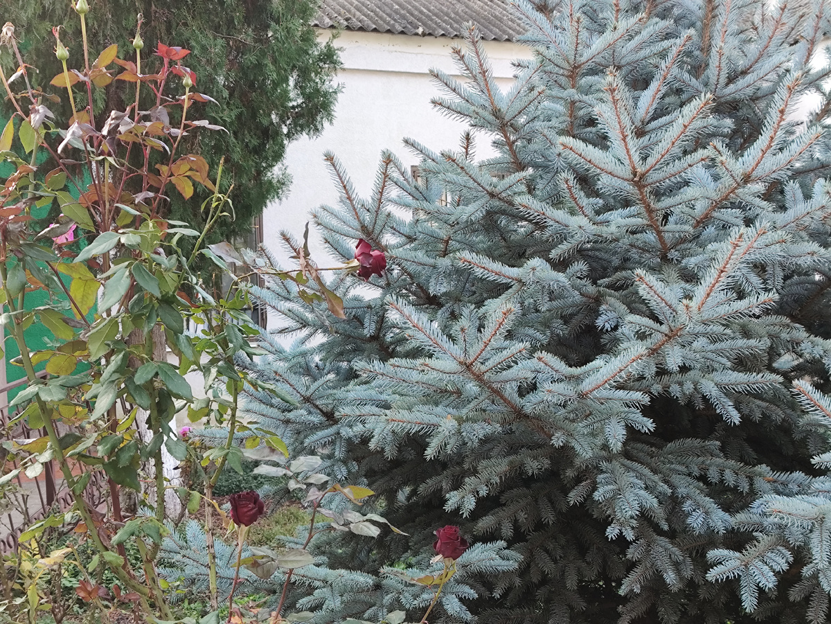 Роза Чарита отлично смотрится с голубой ёлкой