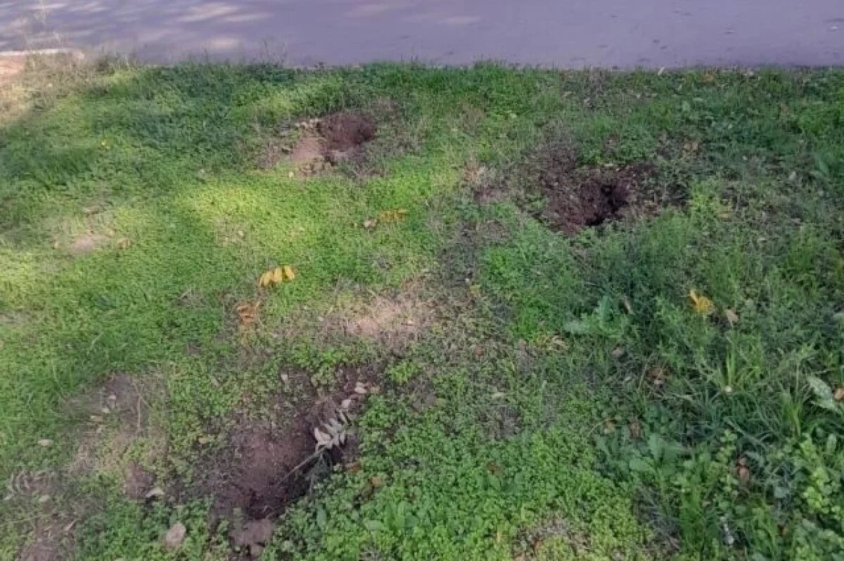    В Евпатории вандалы выкопали два кипариса и пять можжевельников