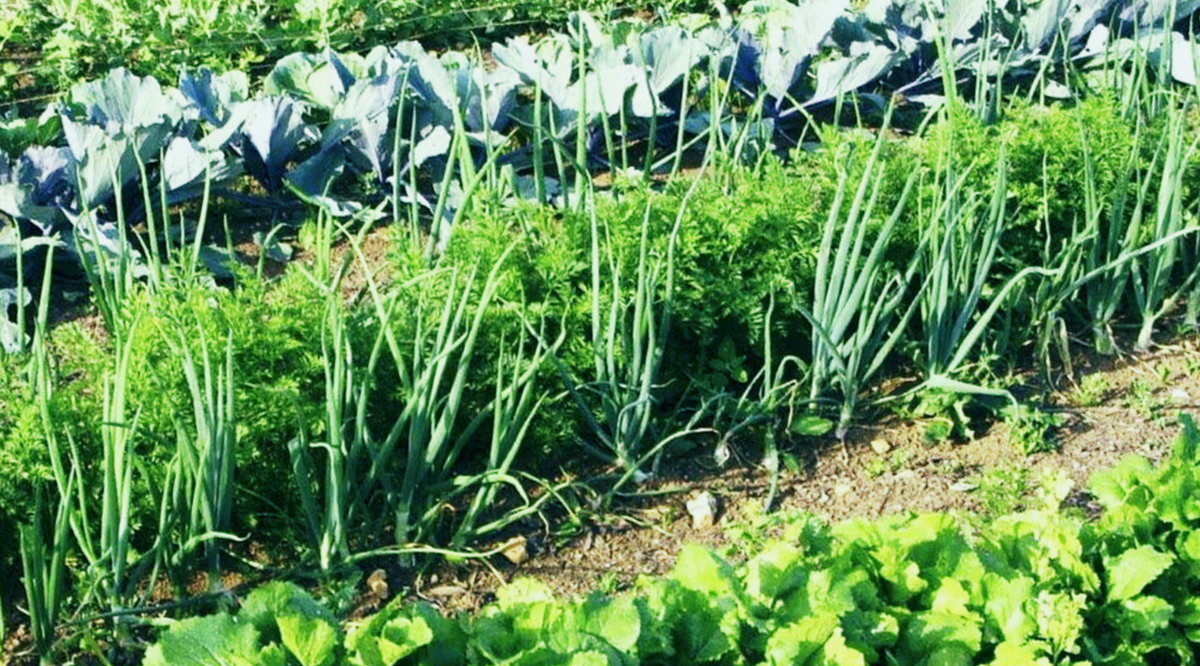  искусство уплотнённых посадок