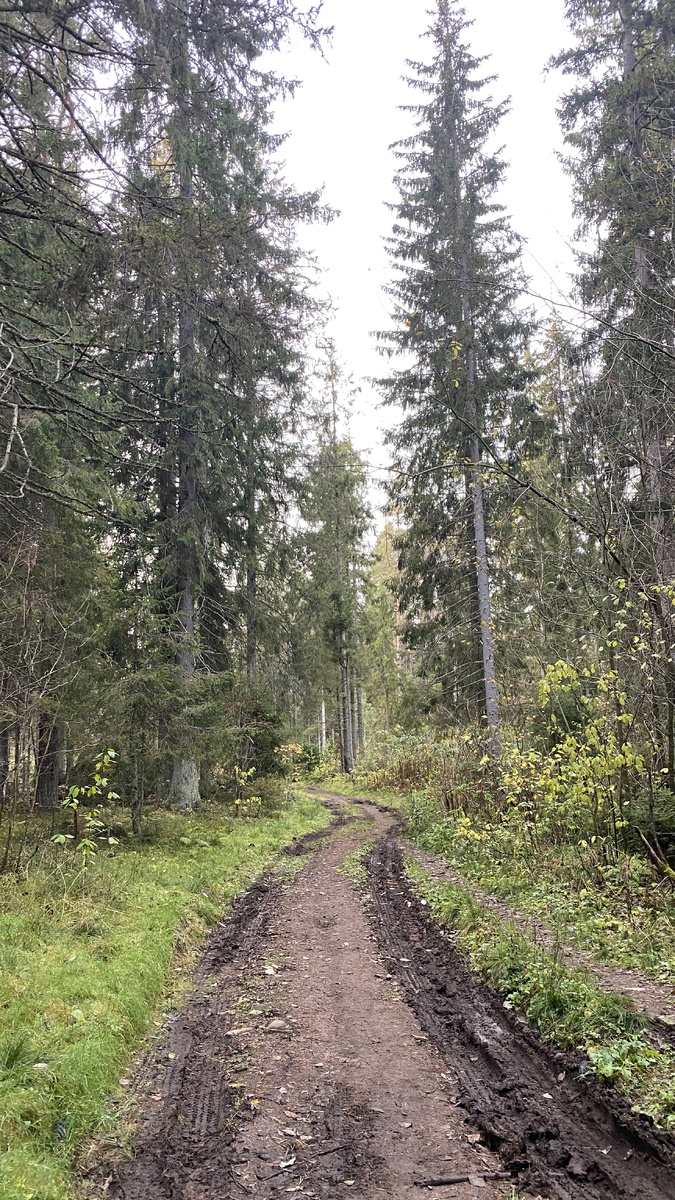 Фотография, сделанная в лесу.