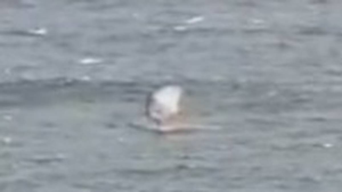    Фото: Скриншот / ABC News