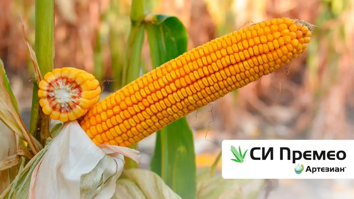 Фото: «Сингента»
Гибрид кукурузы СИ Премео от Сингента