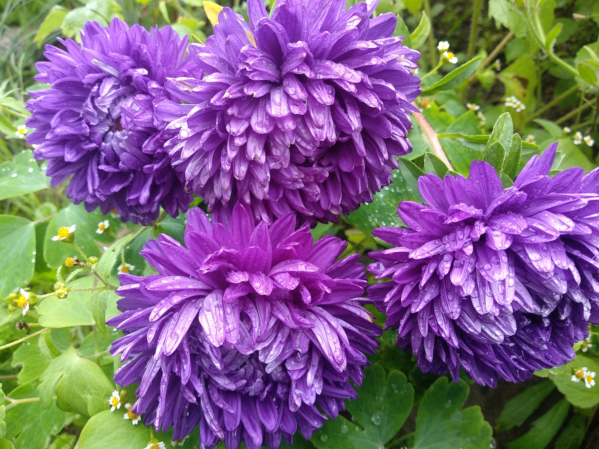 Астра однолетняя. Фото автора