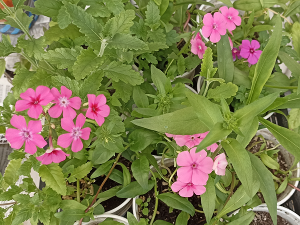  Флокс Друммонда - цветение в рассаде. Фото автора