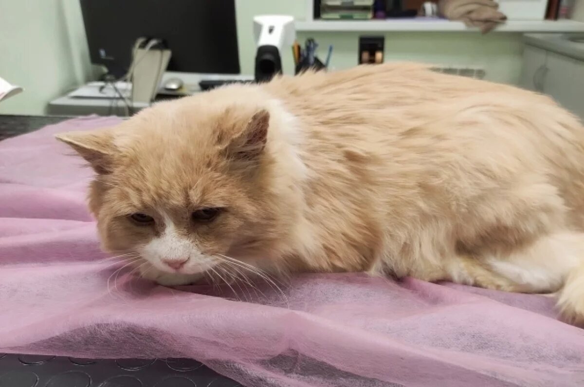    В Твери ищут дом для кота, в которого стреляли из травматического оружия