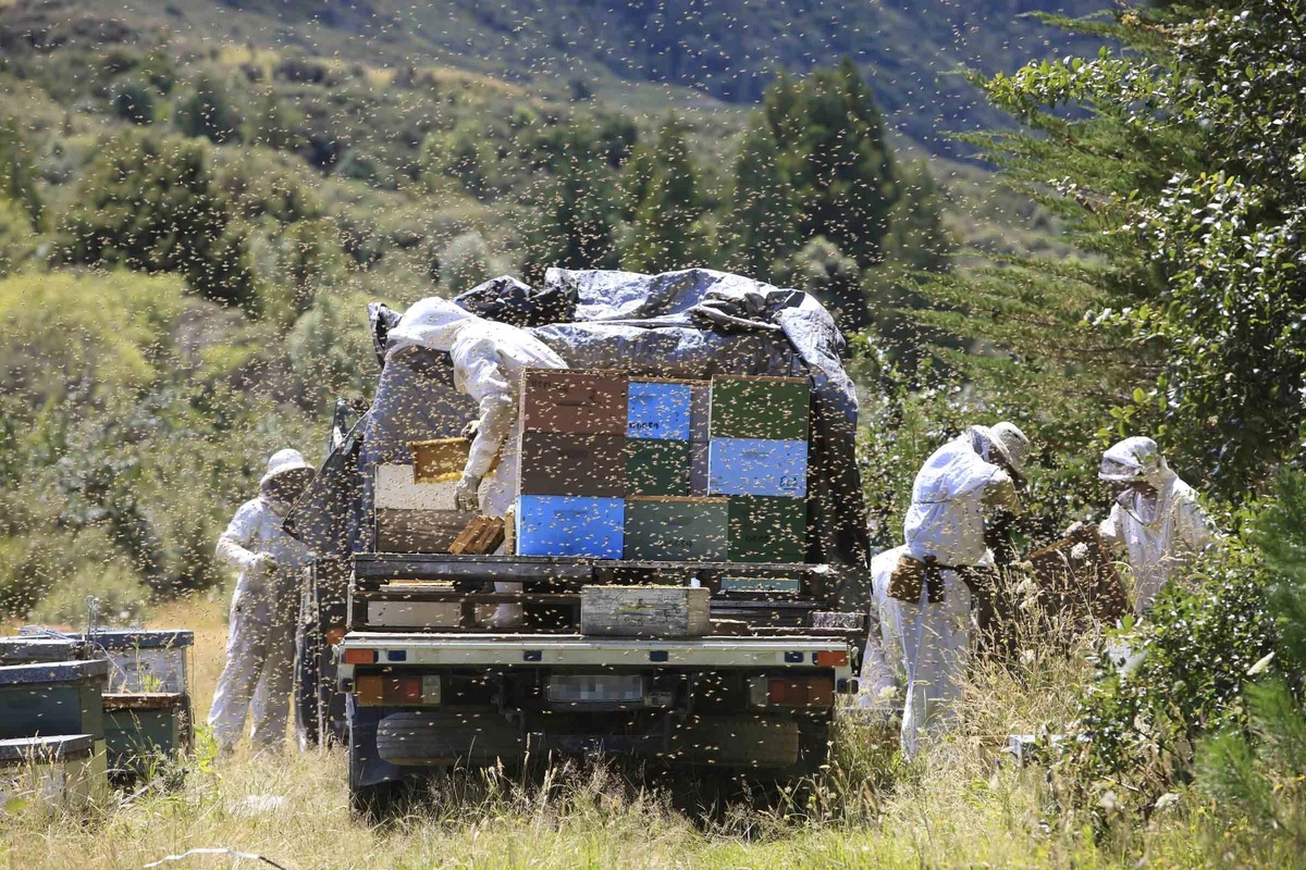 Бум пчеловодства в Новой Зеландии и его оборотная сторона