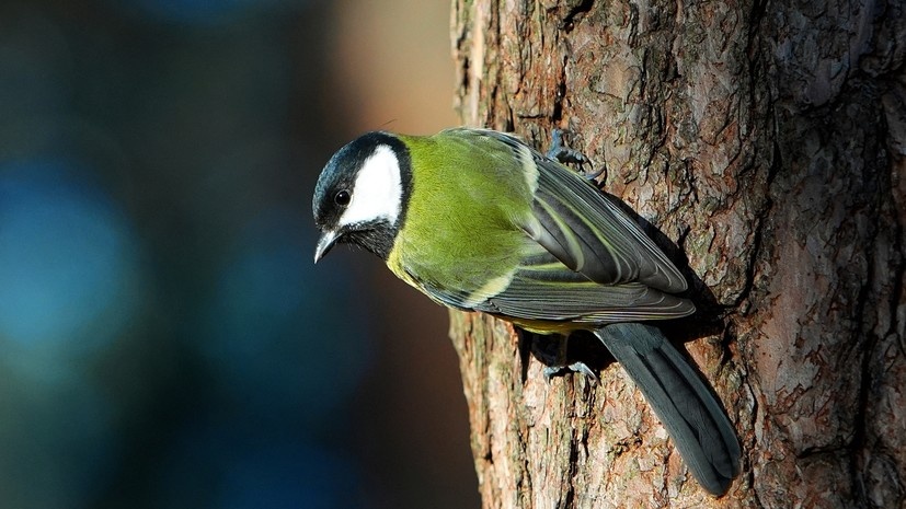   РИА Новости Алексей Даничев