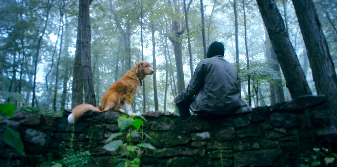 Самые умные и крутые авторские фильмы ужасов 21 века (часть 46)