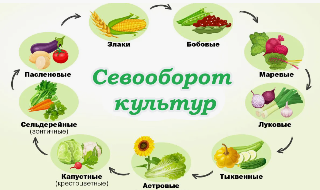 севооборот