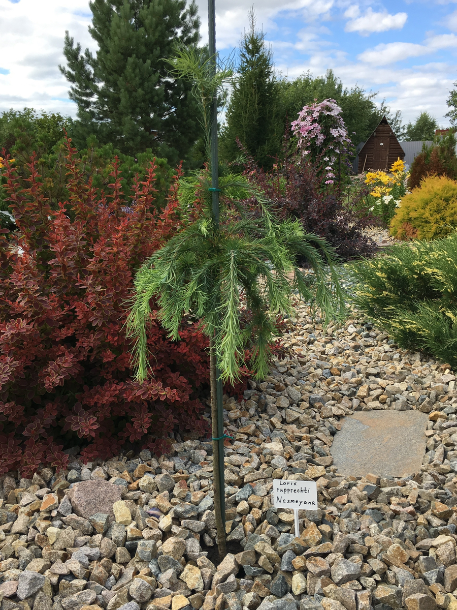 Larix gmelinii var rupprechtii 'Nesmeyana' весной 2018 г.