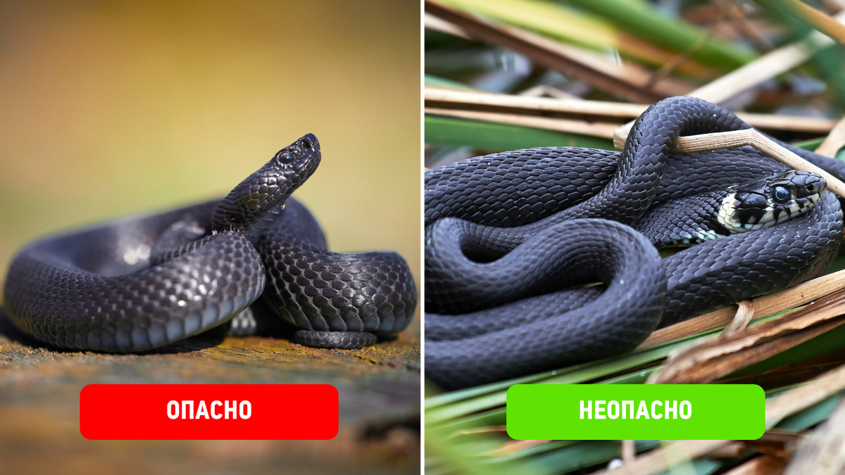     Фото: SenecaS/Shuttersock/FOTODOM; Dennis Jacobsen/Shuttersock/FOTODOM Гадюка Никольского (слева) и обыкновенный уж (справа)