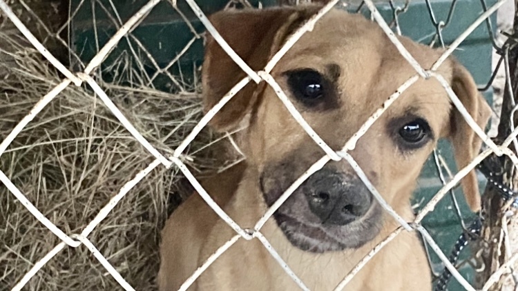 Каждый Ваш рубль-это тепло, кров, еда!