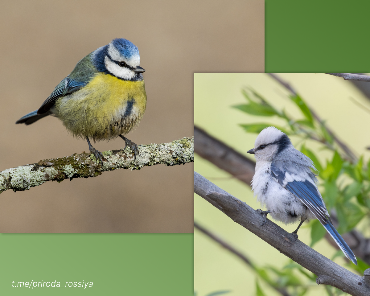На фотографии слева запечетлена лазоревка. На снимке справа – белая лазоревка