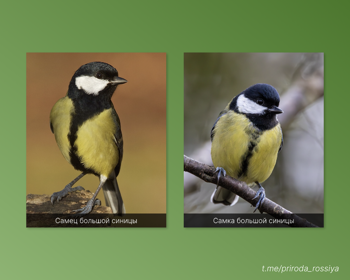 Самцы большой синицы более яркие и «галстук» на брюшке больше