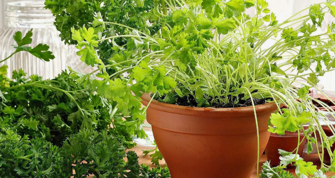 Почему желтеет петрушка на подоконнике?