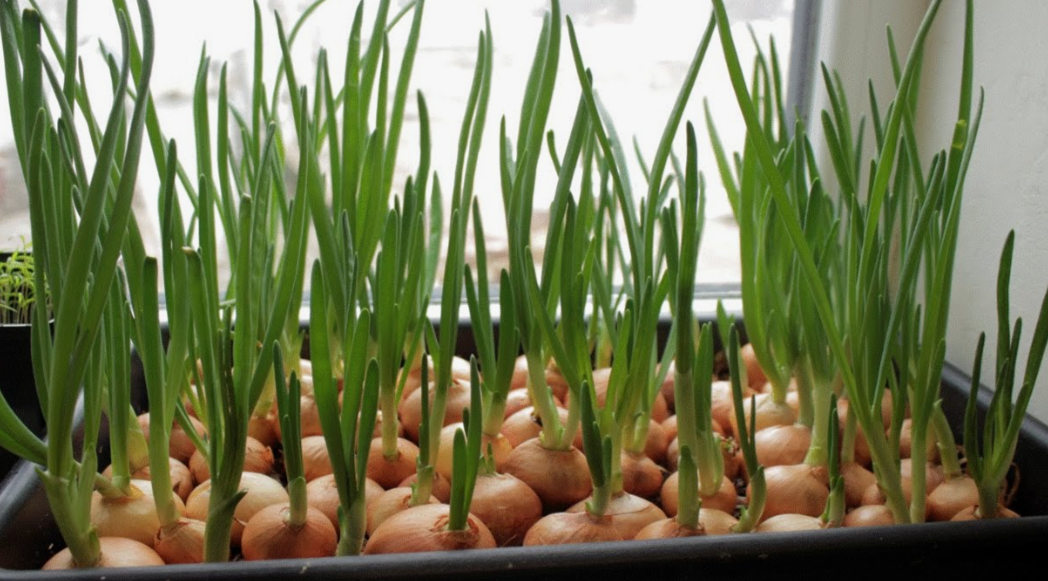 Можно ли вырастить лук на перо из магазинной луковицы