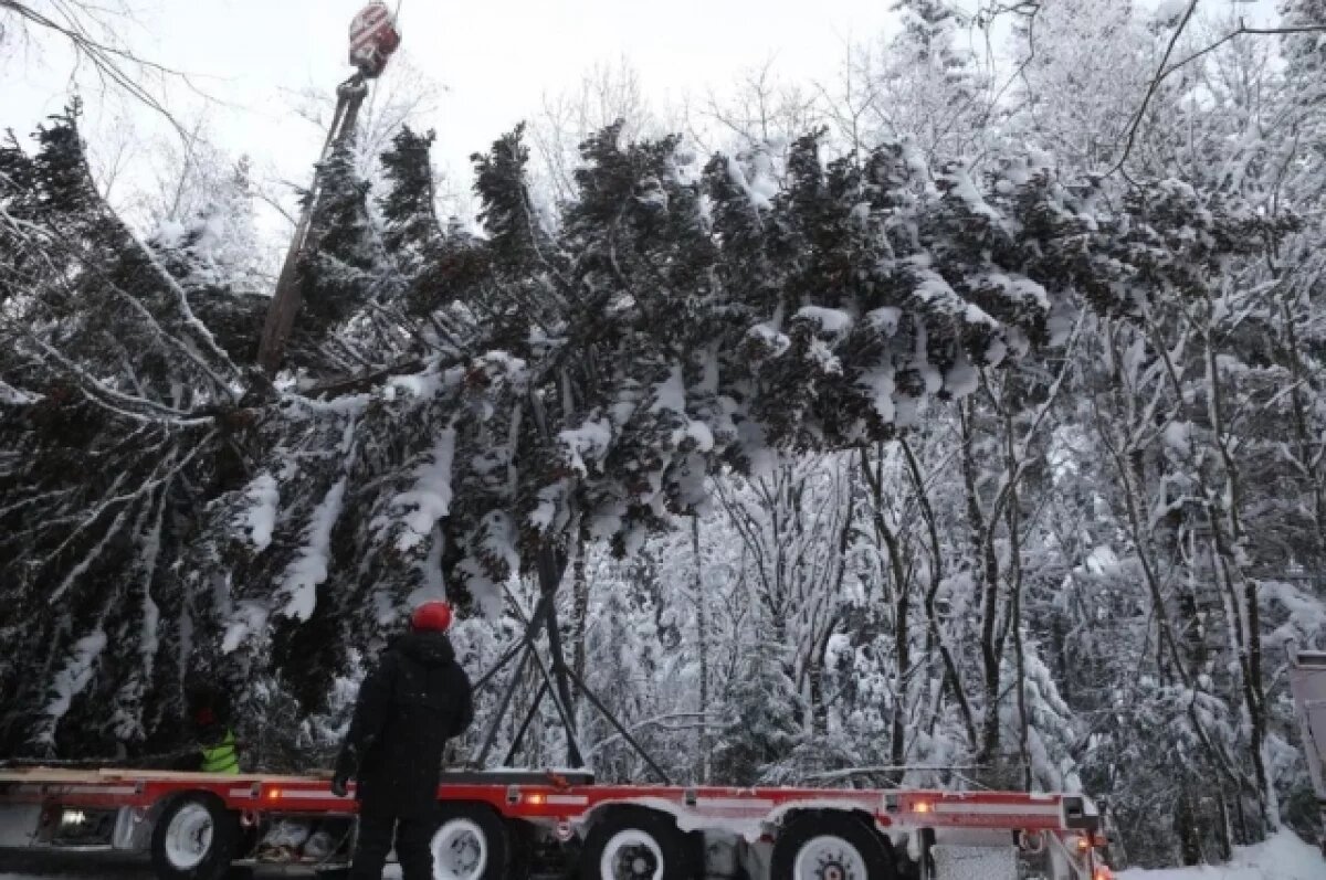    К 20 декабря на Дворцовой площади появится новогодняя ель Петербурга