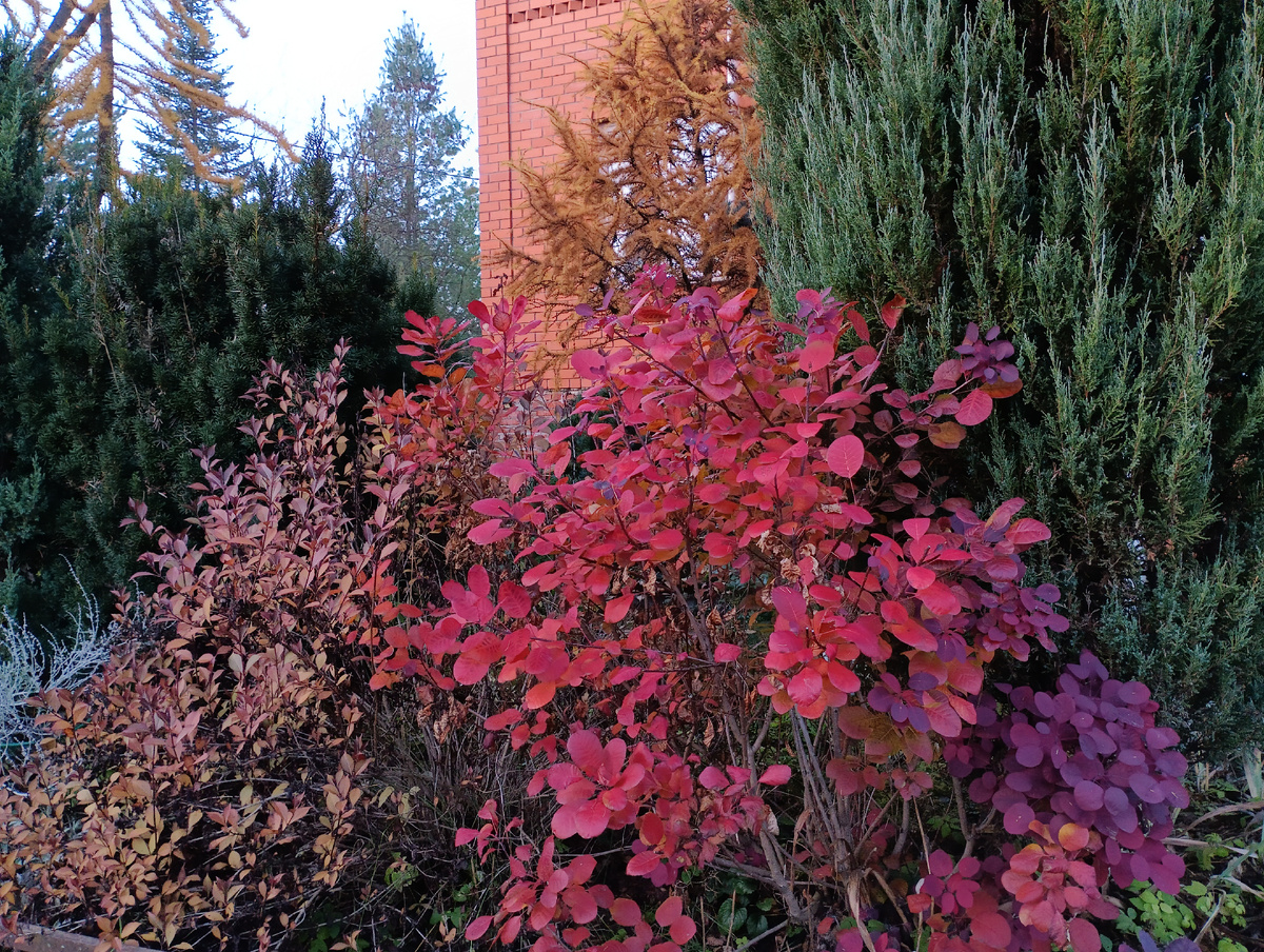 Скумпия Роял Пёрпл даёт жару