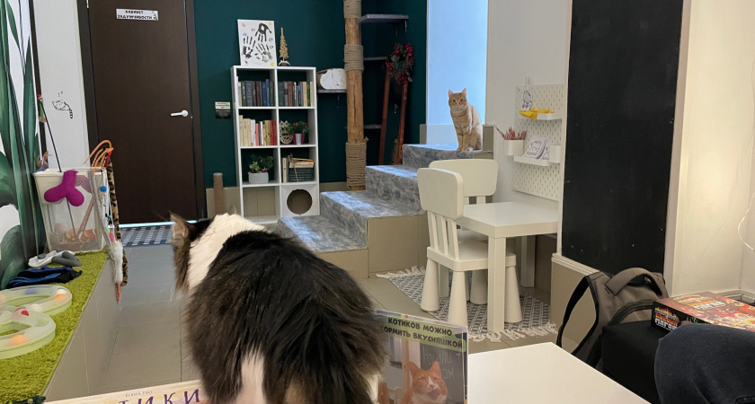    Ветеринар рассказал, почему кошка оставляет кусочки корма в миске, съедая только желе