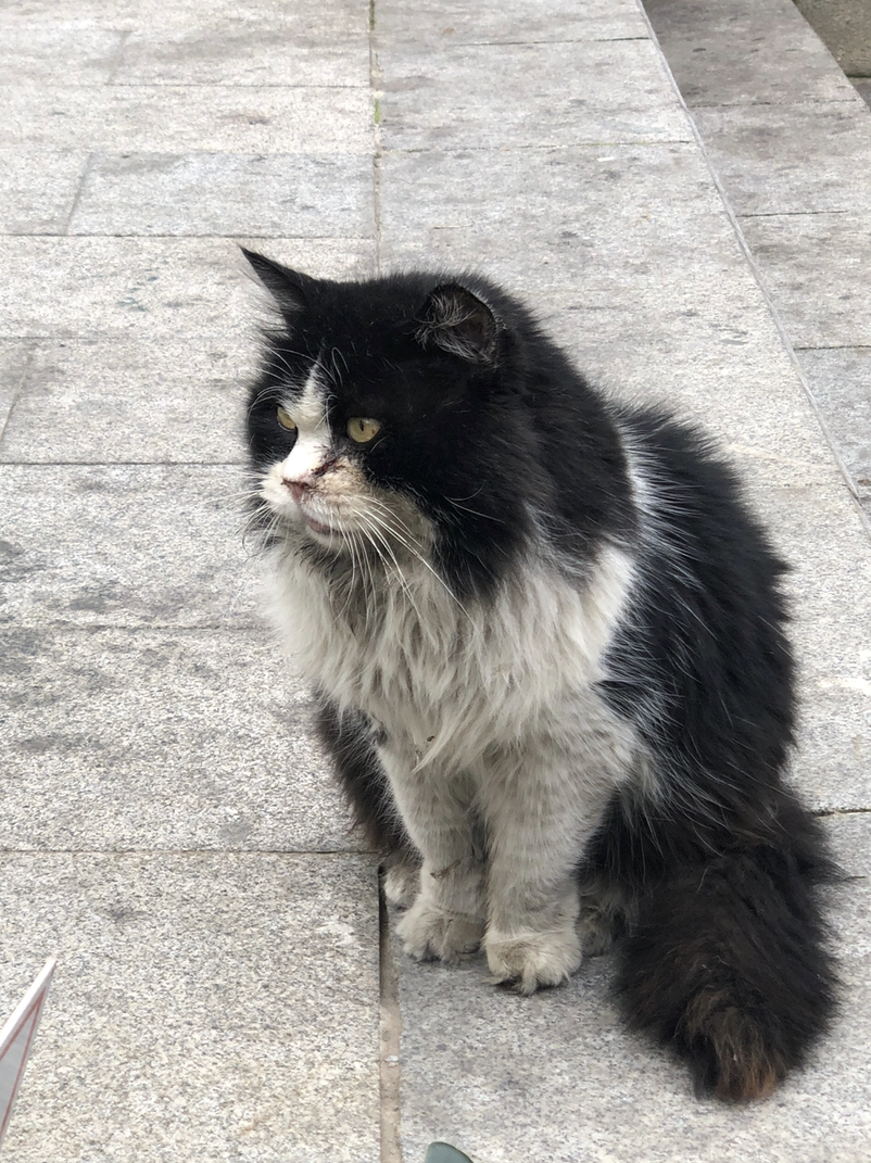 Суровый стамбульский замарашка, сфотографированный несколько лет назад