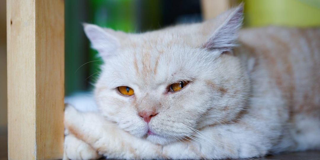 😿Тихий крик о помощи: как распознать хроническую боль у кошки