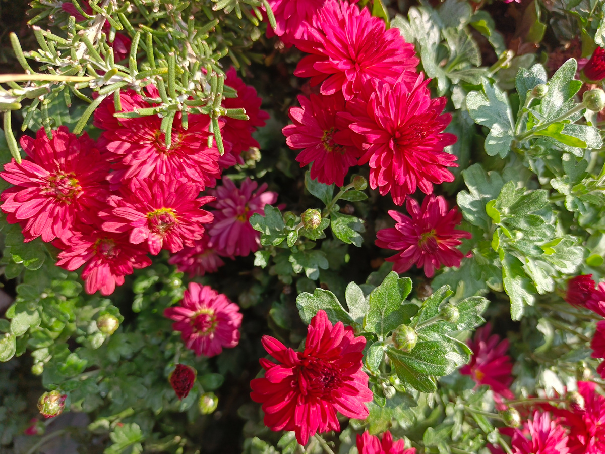 ФТ Сириус, Имеретинская набережная, Хризантема мультифлора Магдален Ред, ноябрь 2025 года