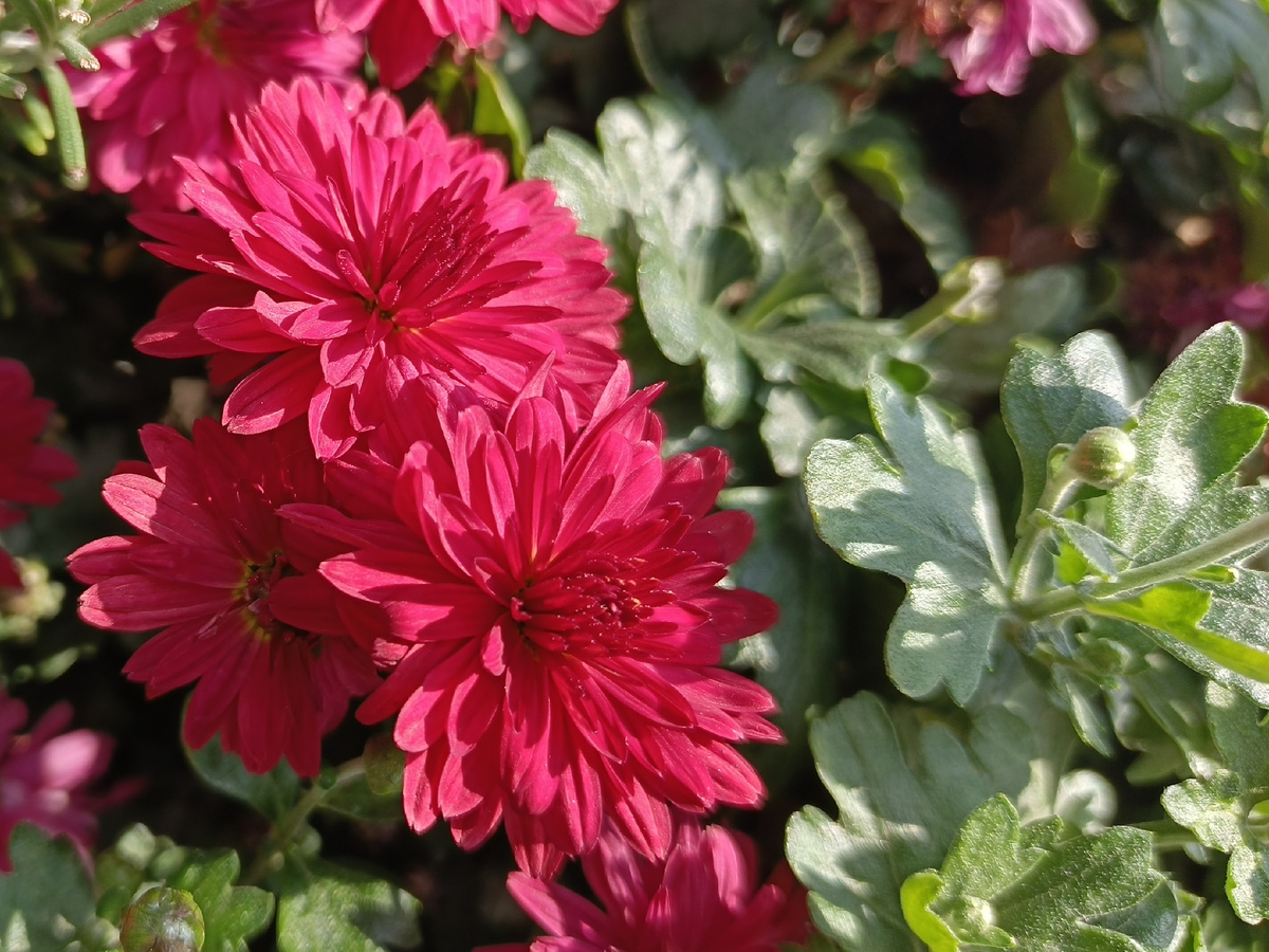 ФТ Сириус, Имеретинская набережная, Хризантема мультифлора Магдален Ред, ноябрь 2025 года