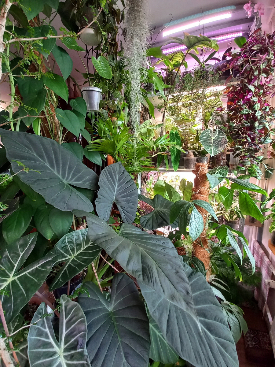 Мои цветочные джунгли не ограничиваются лишь Орхидеями)))