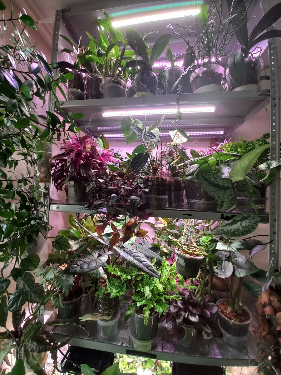 У меня около 500 растений))