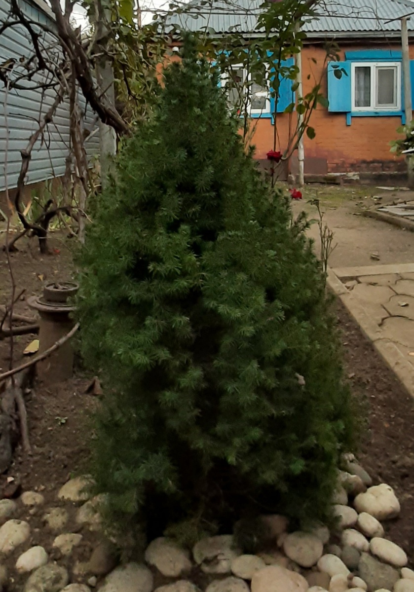 Ель Коника. Когда-то купила в Магните на кассе малышку