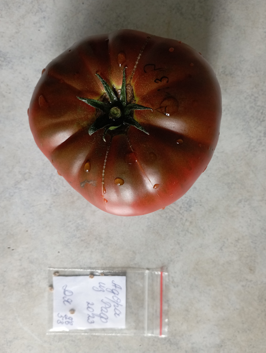 Адора из Раф