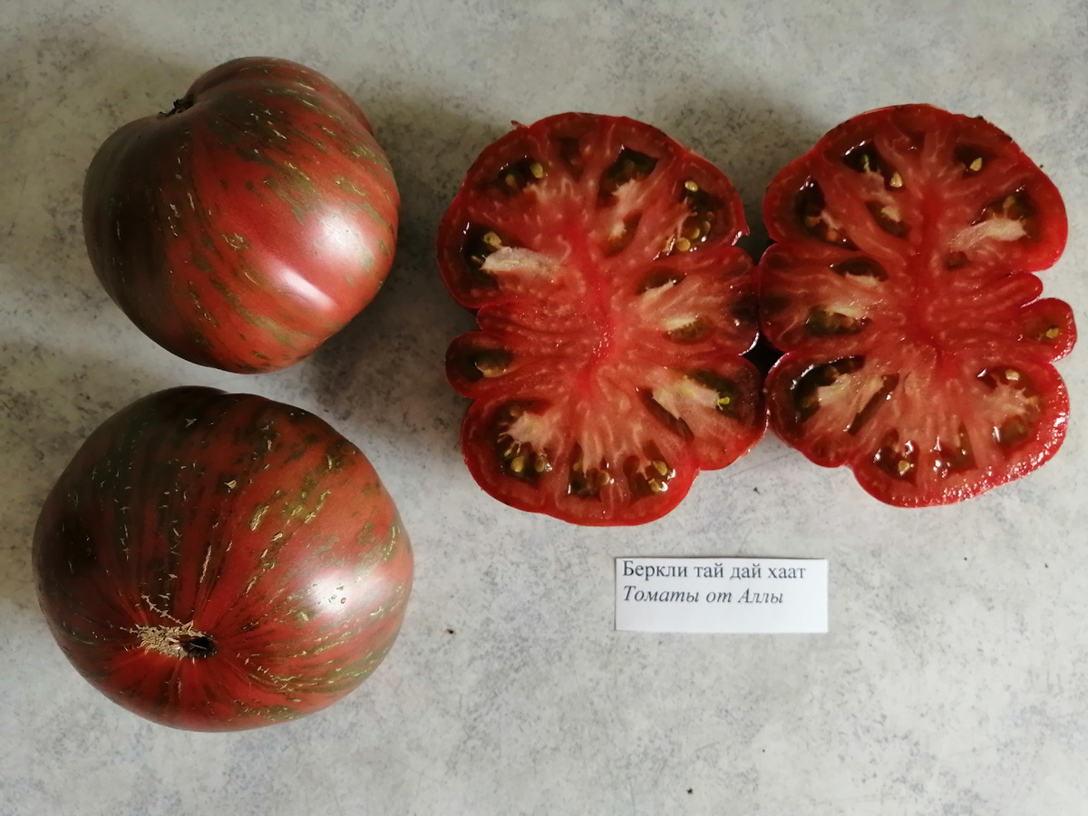 Беркли тай дай хаат