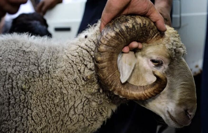 Фото из открытых источников 