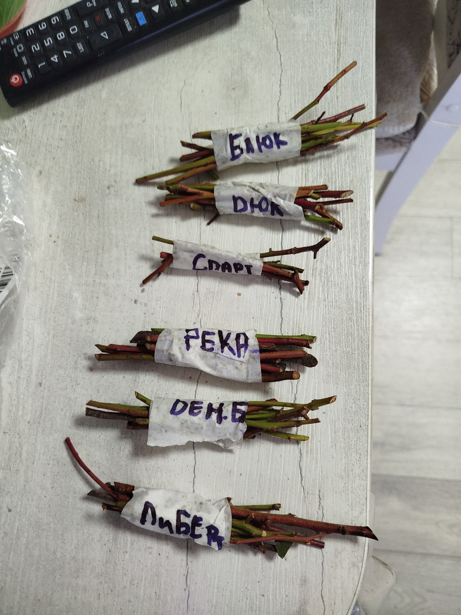 Спартан в подарок.