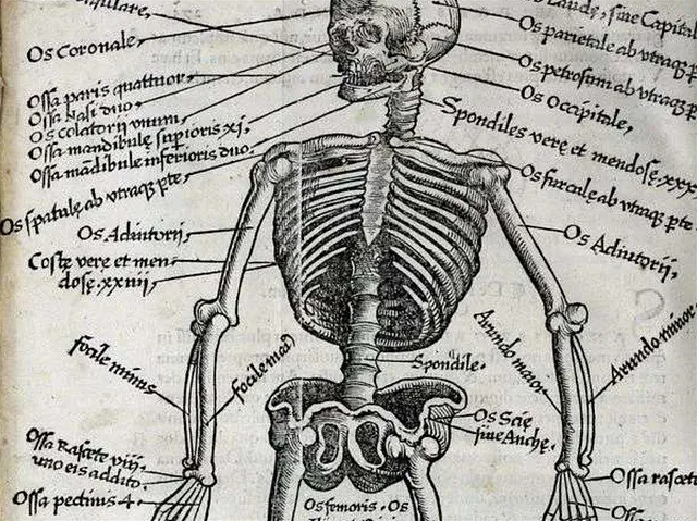 Латинские названия костей человеческого скелета
