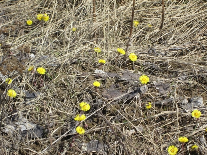 Цветущая мать-и-мачеха на заброшенном огороде (фото из архива автора)