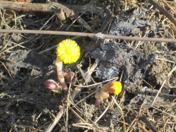 Обыкновенная мать-и-мачеха