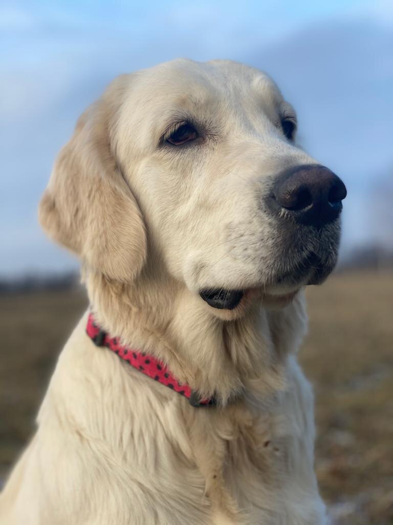 У них нет слов, но они умеют слушать лучше любого человека