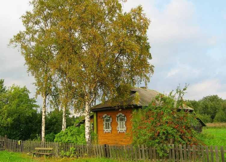 6 опасных деревьев, которые Мичурин запрещал сажать на участках, а мы все равно продолжаем