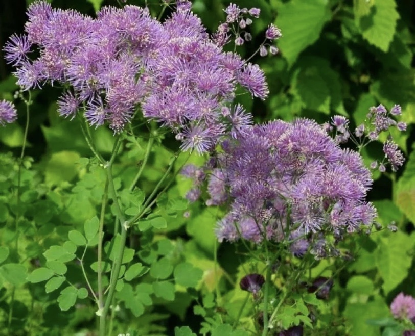 Василистник водосборолистный 